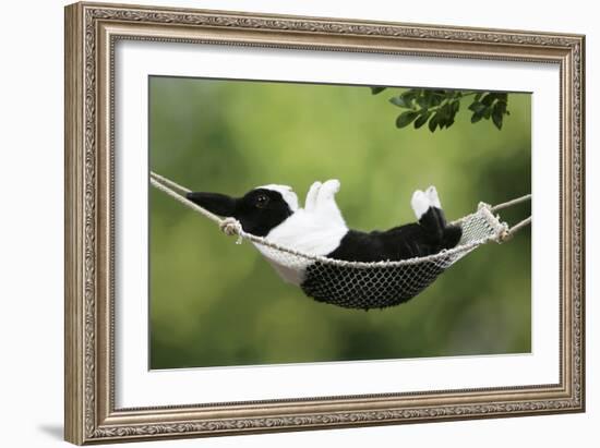 Rabbit in a Hammock at Easter-null-Framed Photographic Print