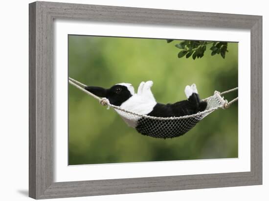 Rabbit in a Hammock at Easter-null-Framed Photographic Print