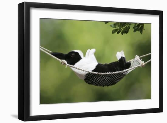 Rabbit in a Hammock at Easter-null-Framed Photographic Print