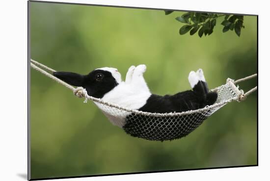Rabbit in a Hammock at Easter-null-Mounted Photographic Print