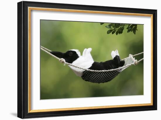 Rabbit in a Hammock at Easter-null-Framed Photographic Print