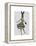 Rabbit in Black White Dress-Fab Funky-Framed Stretched Canvas