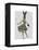 Rabbit in Black White Dress-Fab Funky-Framed Stretched Canvas