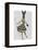 Rabbit in Black White Dress-Fab Funky-Framed Stretched Canvas
