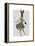 Rabbit in Black White Dress-Fab Funky-Framed Stretched Canvas