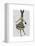 Rabbit in Black White Dress-Fab Funky-Framed Stretched Canvas