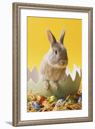 Rabbit in Egg Shell with Easter Eggs-null-Framed Photographic Print