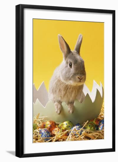 Rabbit in Egg Shell with Easter Eggs-null-Framed Photographic Print