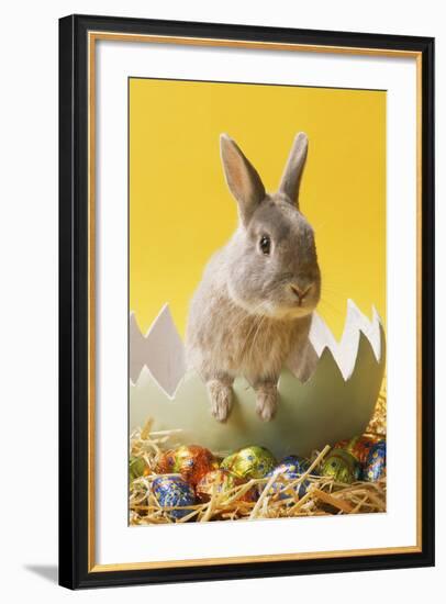 Rabbit in Egg Shell with Easter Eggs-null-Framed Photographic Print