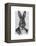 Rabbit in Suit Portrait-Fab Funky-Framed Stretched Canvas