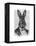 Rabbit in Suit Portrait-Fab Funky-Framed Stretched Canvas