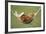 Rabbit Lying Down in a Hammock-null-Framed Photographic Print