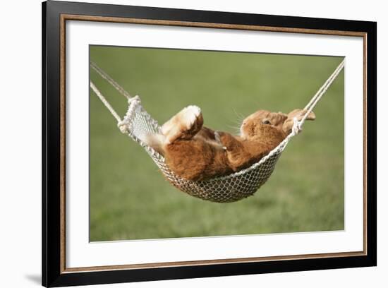 Rabbit Lying Down in a Hammock-null-Framed Photographic Print