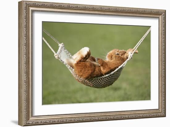 Rabbit Lying Down in a Hammock-null-Framed Photographic Print