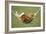 Rabbit Lying Down in a Hammock-null-Framed Photographic Print