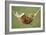 Rabbit Lying Down in a Hammock-null-Framed Photographic Print