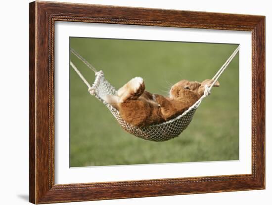 Rabbit Lying Down in a Hammock-null-Framed Photographic Print