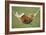 Rabbit Lying Down in a Hammock-null-Framed Photographic Print