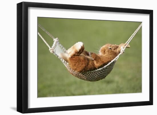 Rabbit Lying Down in a Hammock-null-Framed Photographic Print