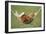 Rabbit Lying Down in a Hammock-null-Framed Photographic Print