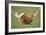Rabbit Lying Down in a Hammock-null-Framed Photographic Print