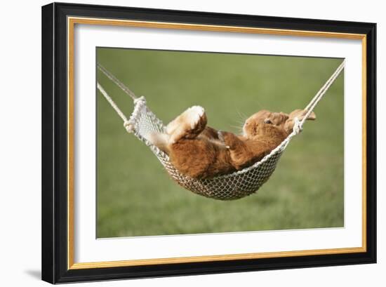 Rabbit Lying Down in a Hammock-null-Framed Photographic Print