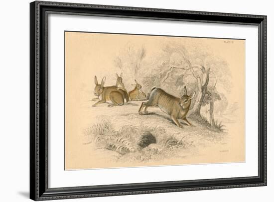 Rabbit (Oryctolagus Cuniculu), 1828-null-Framed Giclee Print