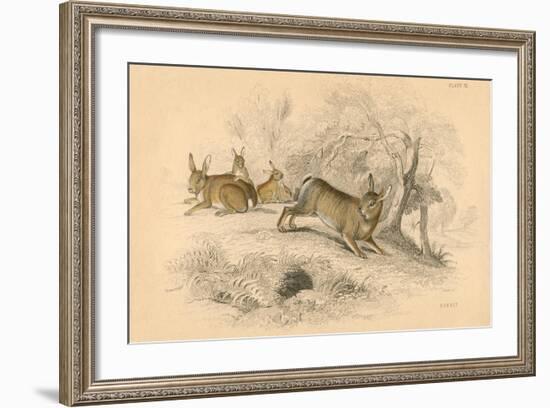 Rabbit (Oryctolagus Cuniculu), 1828-null-Framed Giclee Print