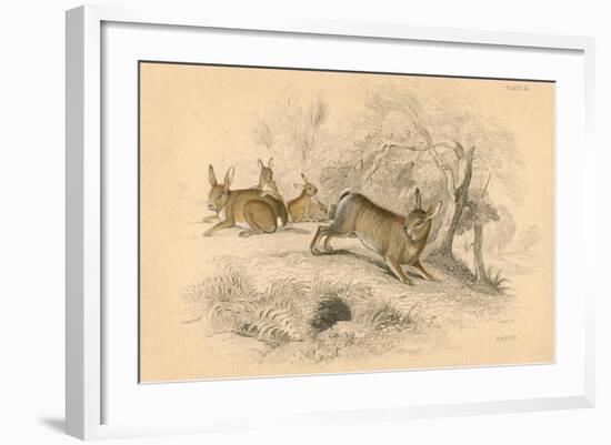 Rabbit (Oryctolagus Cuniculu), 1828-null-Framed Giclee Print