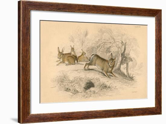 Rabbit (Oryctolagus Cuniculu), 1828-null-Framed Giclee Print