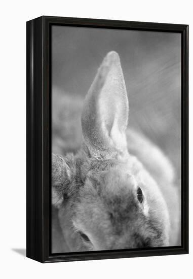 Rabbit's Ear-Henry Horenstein-Framed Premier Image Canvas