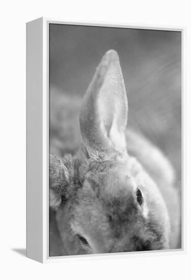 Rabbit's Ear-Henry Horenstein-Framed Premier Image Canvas