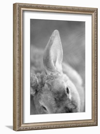 Rabbit's Ear-Henry Horenstein-Framed Giclee Print