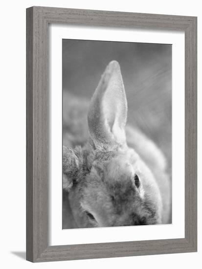 Rabbit's Ear-Henry Horenstein-Framed Giclee Print