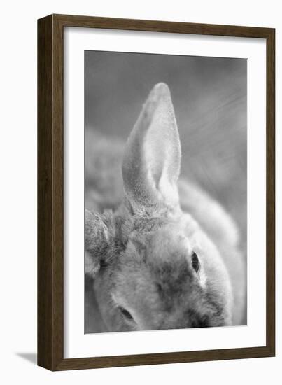 Rabbit's Ear-Henry Horenstein-Framed Giclee Print