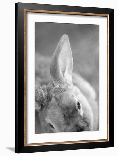 Rabbit's Ear-Henry Horenstein-Framed Giclee Print