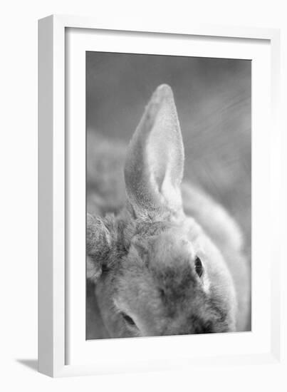 Rabbit's Ear-Henry Horenstein-Framed Giclee Print
