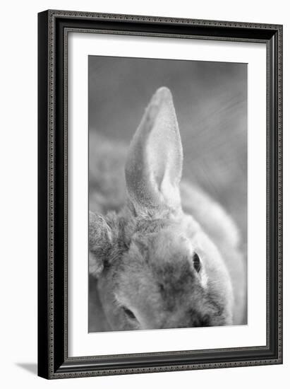 Rabbit's Ear-Henry Horenstein-Framed Giclee Print