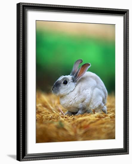 Rabbit Sitting on Bale of Straw-Chase Swift-Framed Photographic Print