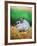 Rabbit Sitting on Bale of Straw-Chase Swift-Framed Photographic Print