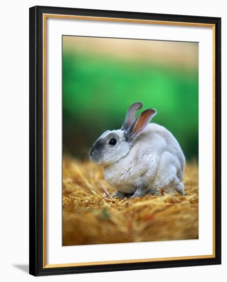 Rabbit Sitting on Bale of Straw-Chase Swift-Framed Photographic Print