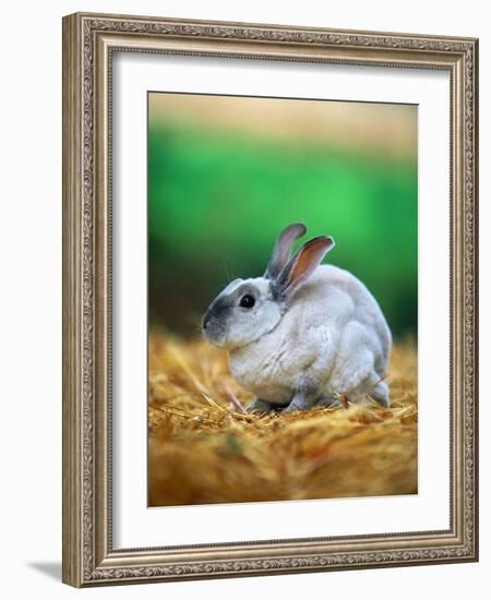 Rabbit Sitting on Bale of Straw-Chase Swift-Framed Photographic Print