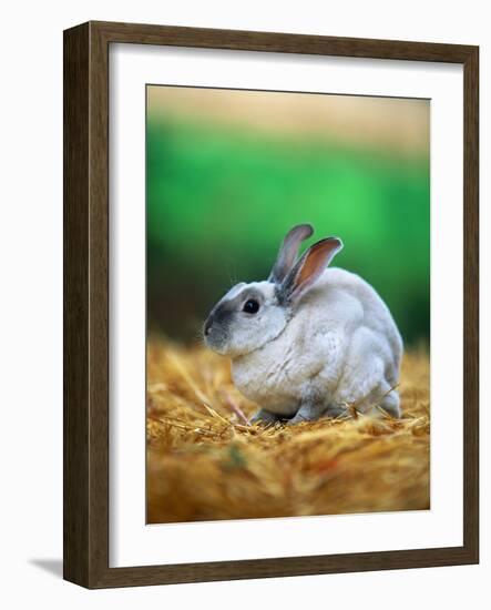 Rabbit Sitting on Bale of Straw-Chase Swift-Framed Photographic Print