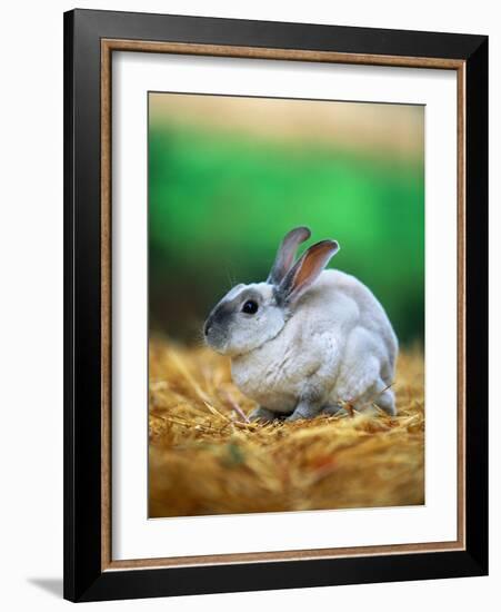 Rabbit Sitting on Bale of Straw-Chase Swift-Framed Photographic Print