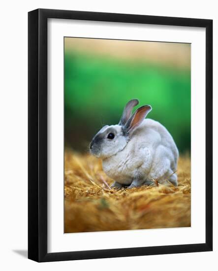 Rabbit Sitting on Bale of Straw-Chase Swift-Framed Photographic Print