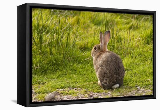 Rabbit Sitting Watching-photographhunter-Framed Premier Image Canvas