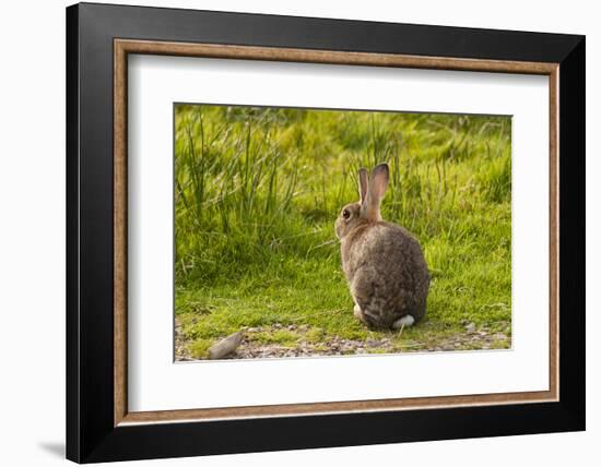 Rabbit Sitting Watching-photographhunter-Framed Photographic Print