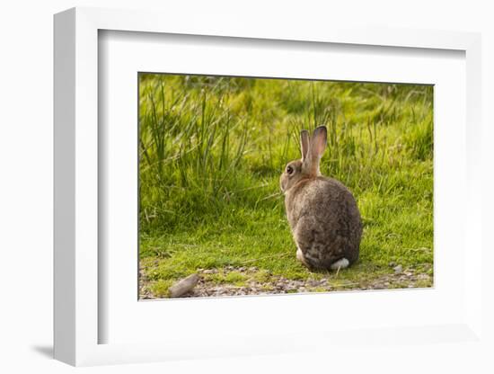 Rabbit Sitting Watching-photographhunter-Framed Photographic Print