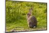 Rabbit Sitting Watching-photographhunter-Mounted Photographic Print