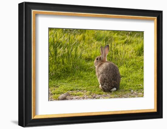 Rabbit Sitting Watching-photographhunter-Framed Photographic Print